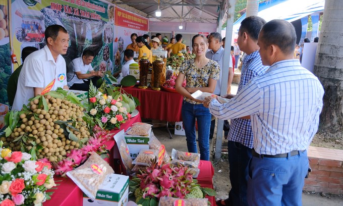 The area of Song Ma longan accounts for about 1/3 of the total area of the province. Photo: Bao Thang.