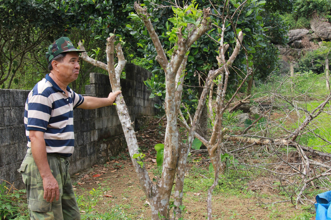 Những cây cam Vinh được trồng thay thế cam sành, sau gần chục năm cũng tàn tạ phải chặt bỏ dần. Ảnh: Thanh Tiến.