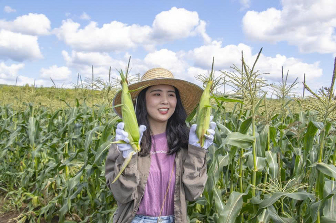 Tourists harvest agricultural products in Hokkaido. Photo: Kkday.