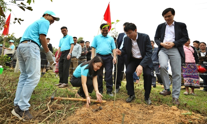 Khoảng 35ha rừng đã được trồng trong giai đoạn đầu của chương trình. Ảnh: Nguyễn Quỳnh.