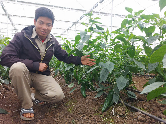 The Director of the Tan Lap High-Tech Cooperative, Mr. Vu Van Hieu, is a leading farmer from Moc Chau District, Son La Province. Photo: Courtesy of the individual.