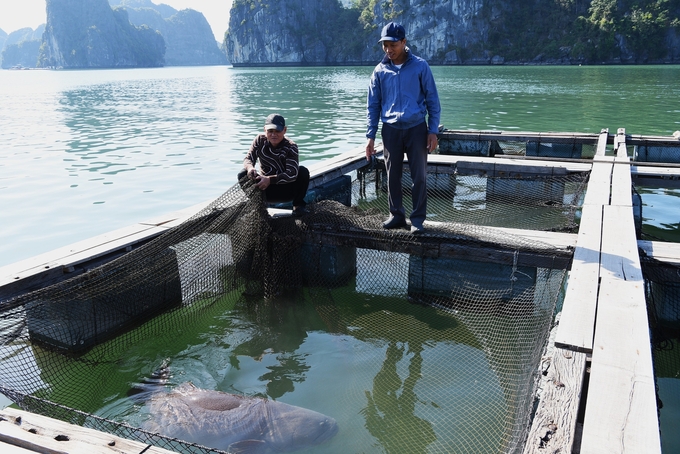 Con cá song vua nặng 100kg. Ảnh: Dương Đình Tường.