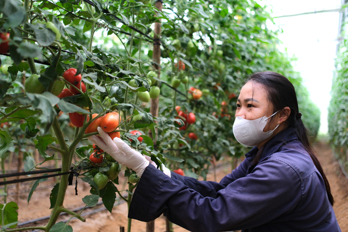 FAO has proposed that Son La Province implement credit support policies for local farmers to invest in greenhouses and high-tech farming systems for growing vegetables and fruits. Photo: Quynh Chi.