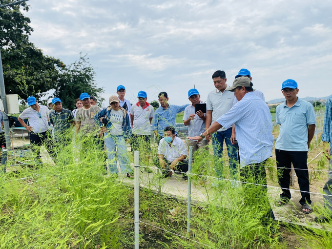 Cán bộ kỹ thuật Trung tâm Khuyến nông Ninh Thuận ướng dẫn kỹ thuật trồng và lắp đặt hệ thống tưới cho cây măng tây. Ảnh: Nguyễn Cơ.