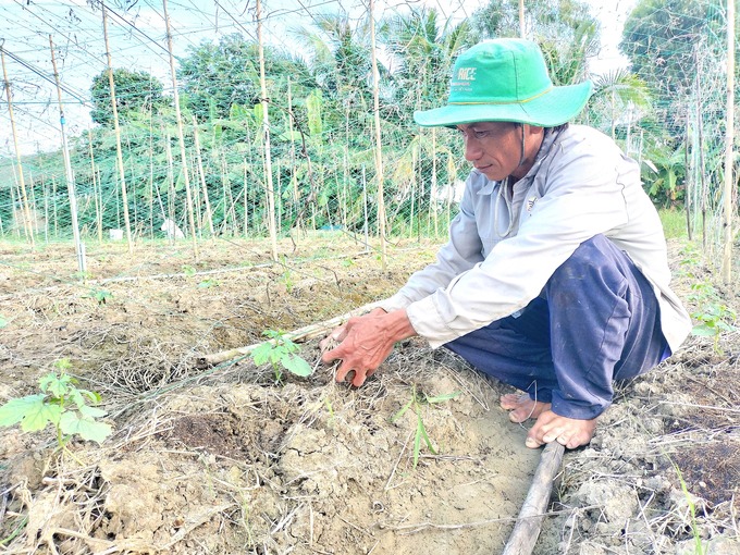 Chuyển đổi đất lúa sang trồng rau màu. Ảnh: Kiều Nhi.