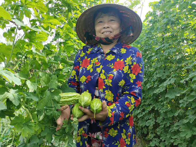 Tại các huyện phía đông, mô hình lúa - màu cho thu nhập cao gấp 2,8 lần lúa 3 vụ. Ảnh: Kiều Nhi.