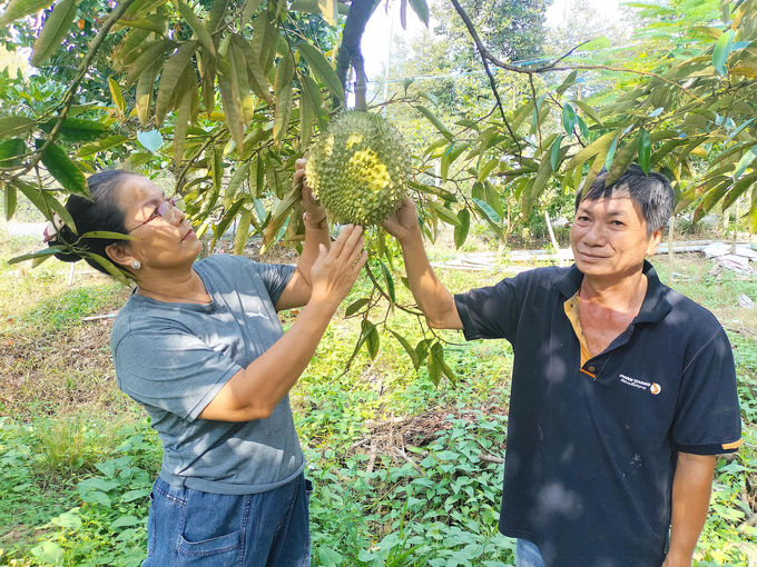 Tại các huyện phía tây tỉnh Tiền Giang, cây sầu riêng được người dân quan tâm lựa chọn chuyển đổi, tuy nhiên khuyến cáo không thực hiện ở ngoài vùng thích nghi. Ảnh: Kiều Nhi.