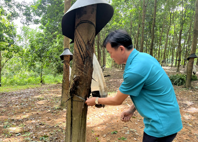 Một vườn cao su của Cao su Sa Thầy. Ảnh: Thanh Sơn.