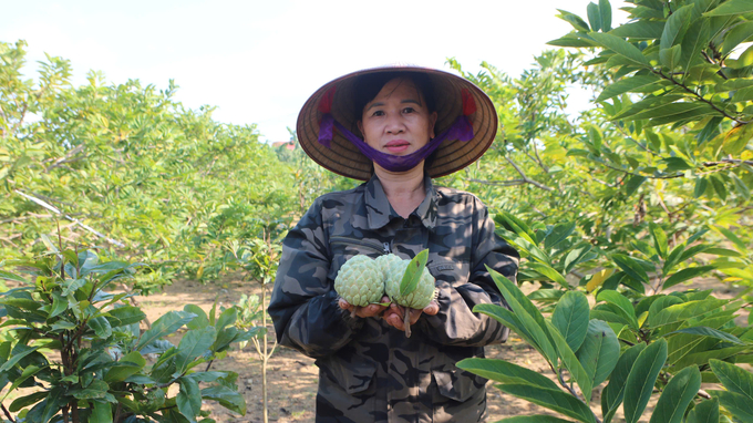 Mô hình trồng na tại xã Việt Dân đã mang lại hiệu quả kinh tế cao. Ảnh: Thanh Phương.