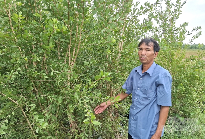 Theo ông Phạm Hồng Kỳ (xóm Thừa Tiên, xã Yên Đồng, Yên Mô, Ninh Bình), tràm năm gân có khả năng thích nghi tốt với chân đất trũng, không tốn nhiều công chăm sóc. Ảnh: Trung Quân.