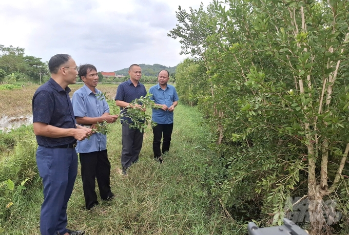 Cán bộ Trung tâm Khuyến nông Ninh Bình thường xuyên hỗ trợ, kiểm tra, đánh giá khả năng sinh trưởng, phát triển và nhân rộng của tràm năm gân. Ảnh: Trung Quân.