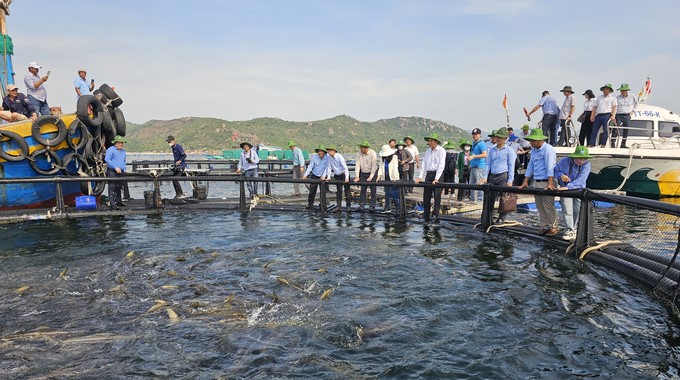 Khanh Hoa is one of the provinces with potential and advantages for developing marine farming. Photo: KS.