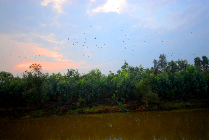 Tram Chim National Park, located in Tam Nong District, Dong Thap Province, was once home to over 1,000 Sarus cranes, a rare bird species listed in the international Redlist. Photo: Le Hoang Vu.