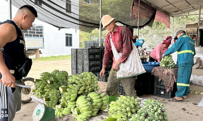 Son La Mac Phi Banana Cooperative enters the harvest crop. Photo: Duc Binh.