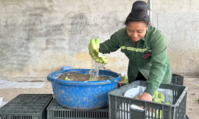 Banana trees help many households in Muong La change their lives. Photo: Duc Binh.