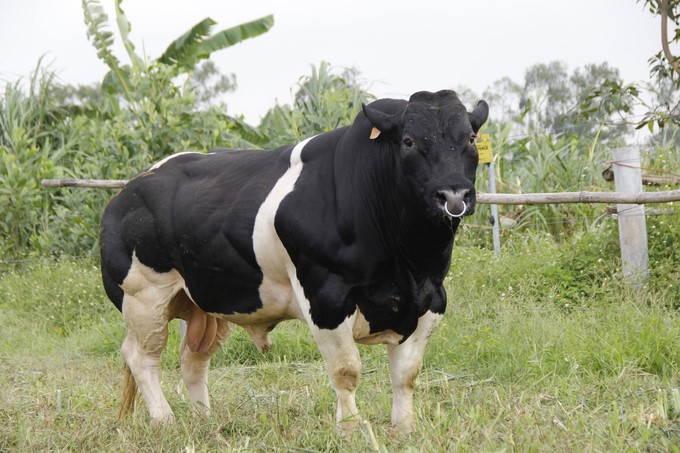 Hanoi Livestock Breeding Company has mastered the technology of producing pure 3B cow semen straw and created purebred 3B cow and calf herds using embryo transfer technology.