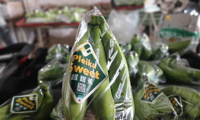 Bananas under the Pleiku Sweet brand of Hoang Anh Gia Lai are sold to major supermarkets in China. Photo: Thi Ha.