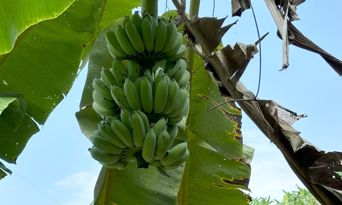 If the price is good, exported bananas can be sold for up to VND 10,000/kg. Photo: Duc Binh.