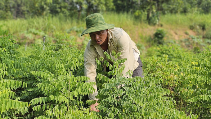 Bà con vùng cao hướng đến sản xuất theo hướng hữu cơ để gia tăng giá trị cây trồng. Ảnh: H.Đ.