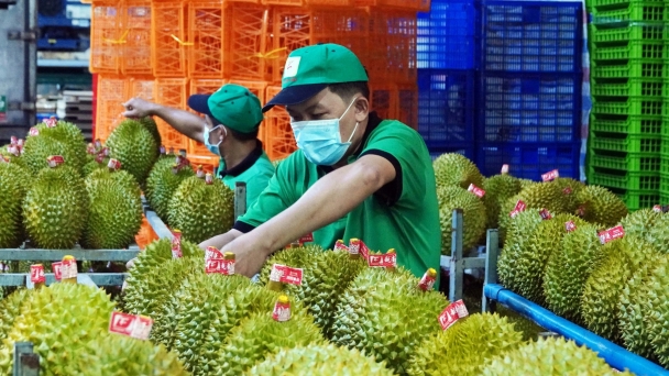 Vietnam has great potential to become one of the leading countries in producing and exporting tropical vegetables, flowers and fruits in the regional and international markets.