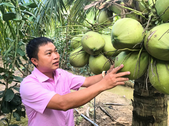 Tỉnh Trà Vinh hiện có 28.000 ha dừa, trong đó gần 6.000 ha dừa hữu cơ. Ảnh minh họa. 