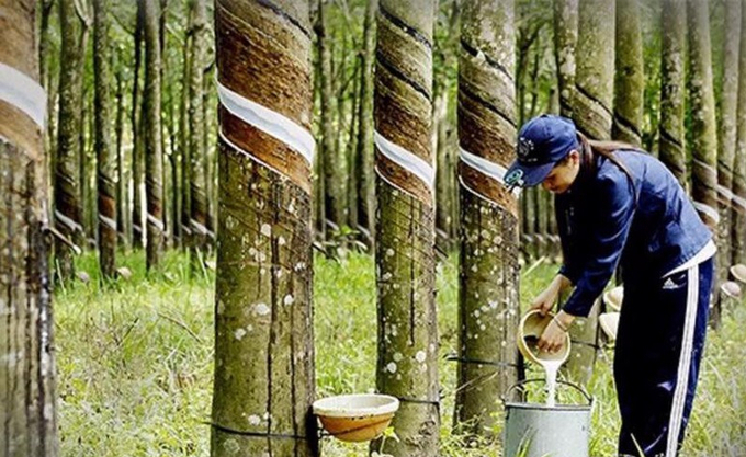 EUDR initially brought many difficulties, but this is an opportunity for Vietnam to restructure the rubber industry in a transparent, sustainable, and environmentally friendly direction.