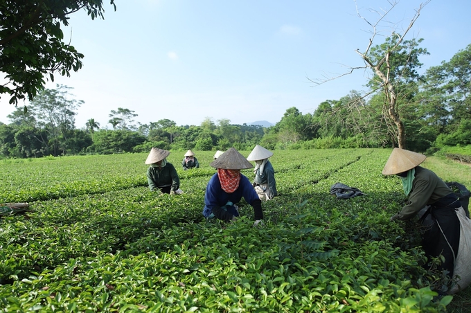 Cây chè đem lại giá trị kinh tế cho nhiều hộ.