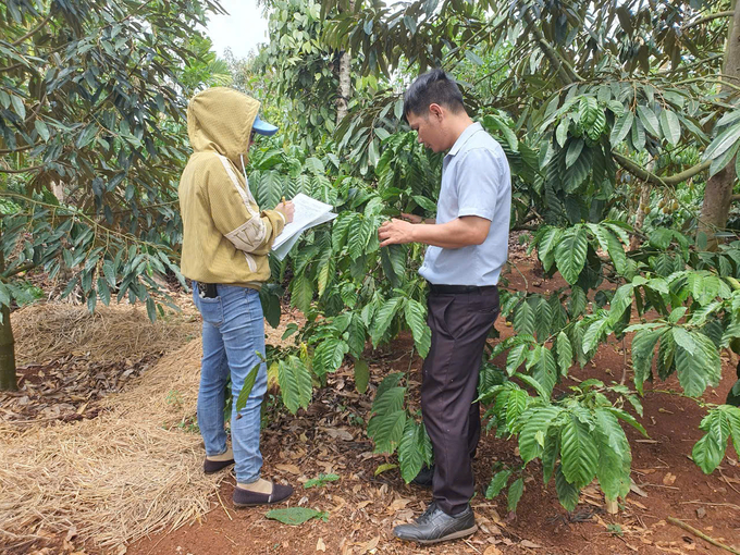 Kiểm tra sinh vật gây hại trên vườn cà phê trồng xen. Ảnh: A.T.