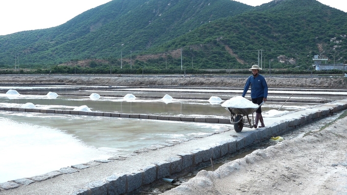 Trong năm 2024, ngành sản xuất muối tại Ninh Thuận đã giải quyết việc làm cho 2.960 lao động. Ảnh: PC.