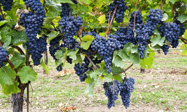 Some imported grapes were found to have residues of as many as 13 pesticides, and 87% of samples contained a chemical cocktail. Photograph: Zoonar GmbH/Alamy.