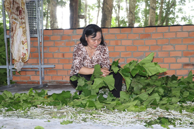 Bà Tám hái lá dâu cho tằm ăn. Ảnh: Trần Trung.