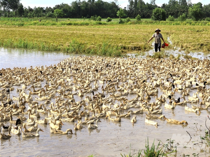 Phát triển đàn gia cầm tại Kiên Giang không đạt kế hoạch, chủ yếu do giảm đàn vịt chạy đồng, do vùng chăn thả giảm. Ảnh: Trung Chánh.