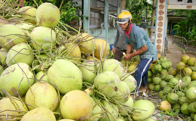 Coconut prices in the domestic market are not really stable. Photo: Le Hoang Vu.