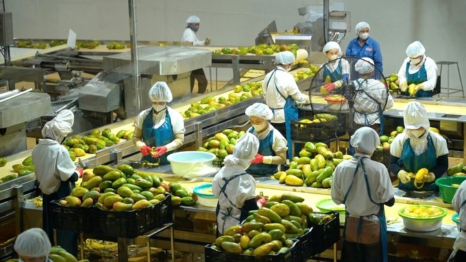 Up to now, large businesses investing in deep processing of fruits and vegetables are still limited. Photo: Hong Tham.