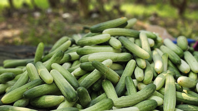 With soil improvement and nutrient supplementation, farmers were able to produce delicious and visually appealing late-season cucumbers. Photo: H.D.