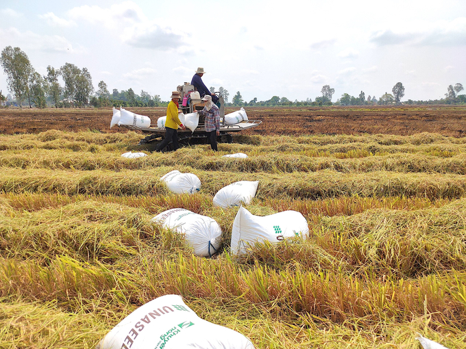 Vinaseed ensured the purchase of 100% of the certified rice seeds produced under the project's models. Photo: TL.