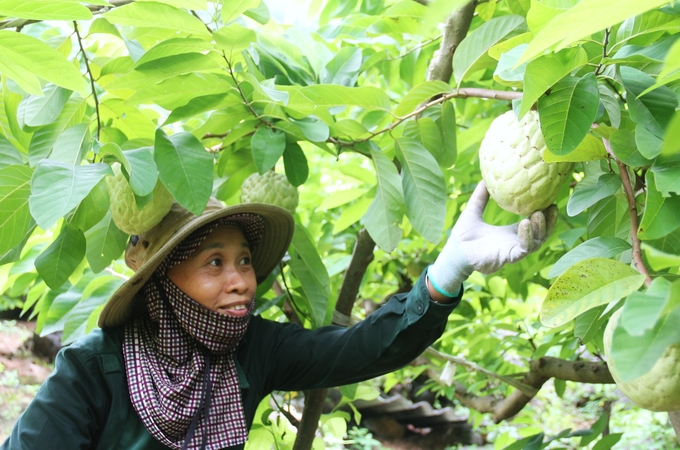 The development and establishment of concentrated fruit growing areas have brought high income to producers. Photo: Pham Hieu.