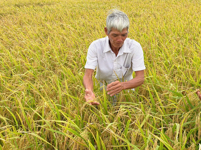 Rural landscapes will see noticeable improvement with the implementation of the one million hectares of high-quality rice project in the Mekong Delta. Photo: Le Hoang Vu.