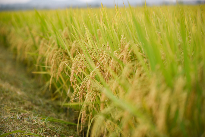 Rural landscapes are a crucial factor in the development of eco-tourism. Photo: Tung Dinh.