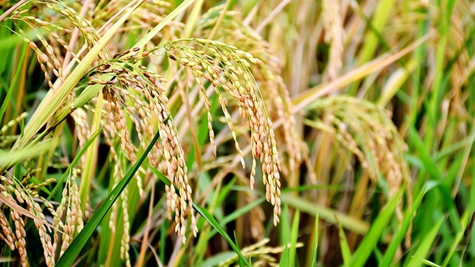 Latest rice prices update for December 14, 2024