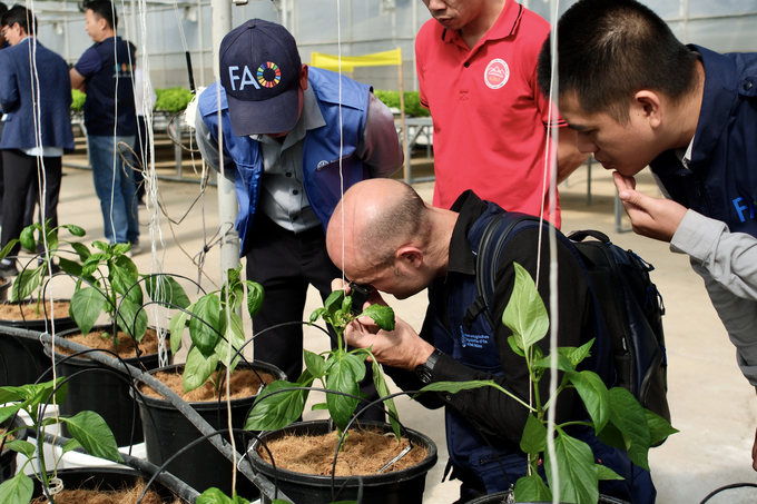 FAO technical experts inspect the quality of crops in the soil-free cultivation model. Photo: Quynh Chi.