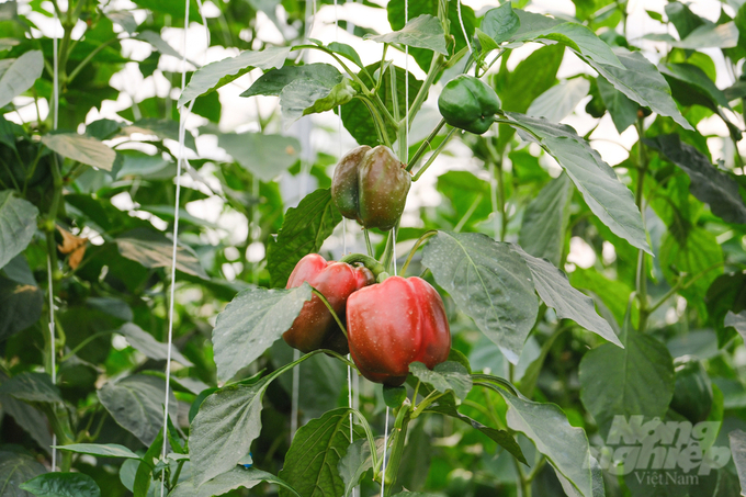 Bell peppers are expected to be a promising crop that can bring high economic value to vegetable farmers in Moc Chau. Photo: Quynh Chi.