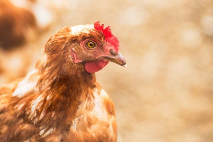 The latest Compassion in World Farming Egg Track report looked at how companies in the UK, France, Italy, Spain and Poland were progressing towards being cage-free by 2025. Photo: Canva.