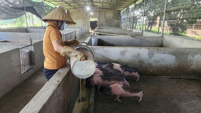 Nhiều HTX, hộ chăn nuôi đã tiến hành tái đàn, phục hồi sản xuất chăn nuôi. Ảnh: Nguyễn Thành.