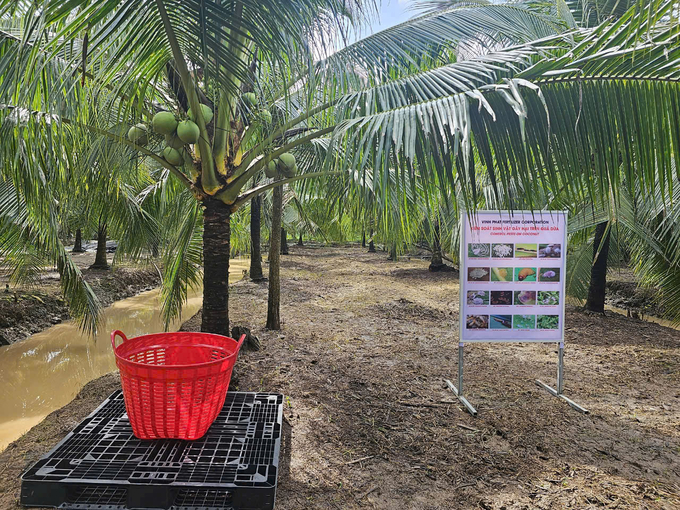 Coconut production, packaging and export units must strictly comply with food safety regulations and plant quarantine procedures mentioned in the Protocol and related regulations. Photo: Minh Dam.