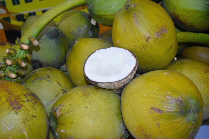 Coconut exports open up many opportunities and challenges, clearly reflecting the development potential of this industry in major markets such as the US, Europe, China, etc. Photo: Minh Dam.