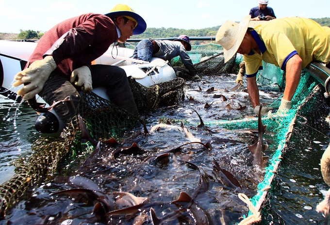 Coldwater fish farming has many advantages for development but still has many limitations up to now. Photo: HT.