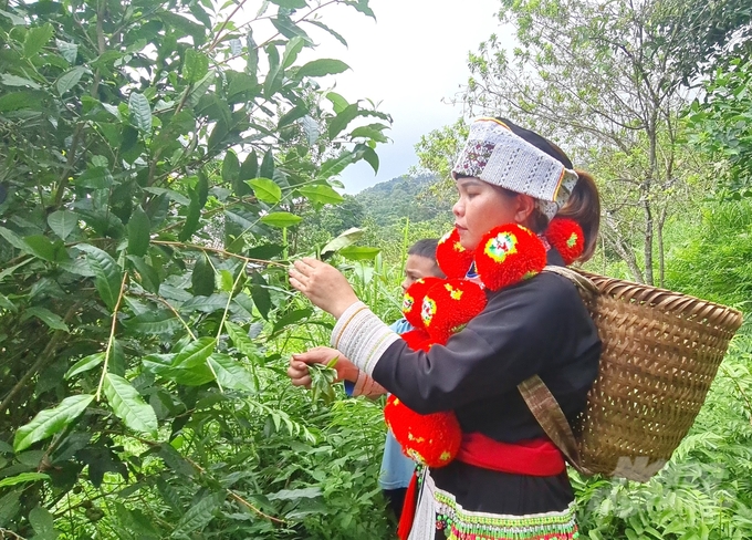 Phong trào làm nông nghiệp tốt tại các HTX giúp mở rộng vùng nông sản có giá trị kinh tế cao ở Tuyên Quang. Ảnh: Đào Thanh.