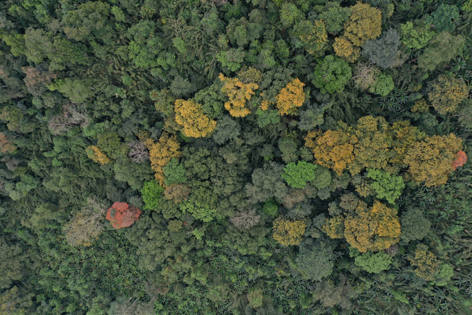 To attract both domestic and foreign investors into the forest carbon credit business, the government needs to build appropriate mechanisms and policies. Photo: Ngoc Diep. 