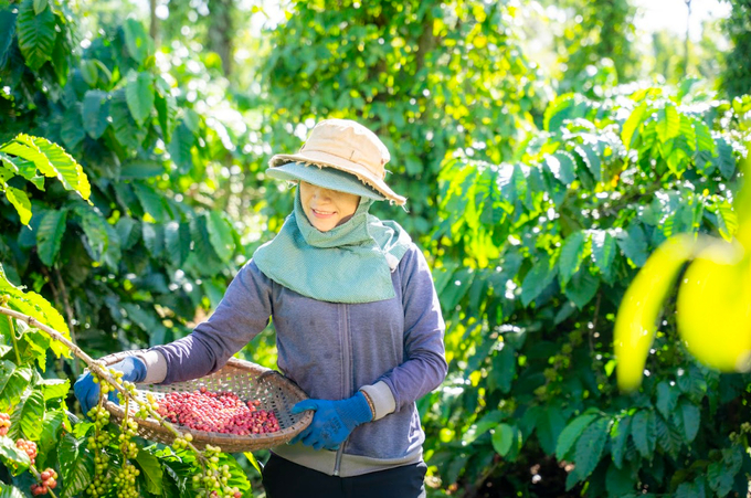 Chương trình Nescafé Plan đã giúp thay đổi toàn diện, tích cực đời sống của cộng đồng nông dân trồng cà phê cũng như ngành cà phê Việt Nam.